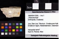 Foto (Objket + Etiketten) von „Tithanotromota“ 